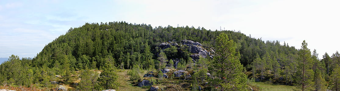 green leafed trees during daytime thumbnail