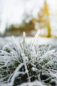 Frost covered grass in the morning thumbnail