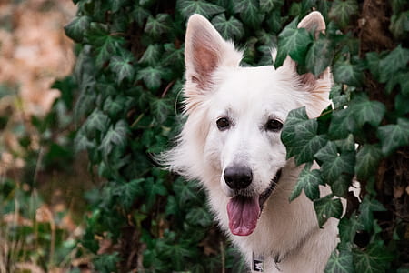 tilt shift photography of white German shepherd thumbnail