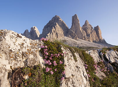 pink flowers on gray mountain thumbnail