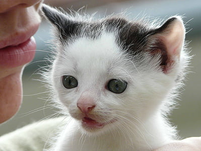 shallow focus photography of white kitten thumbnail