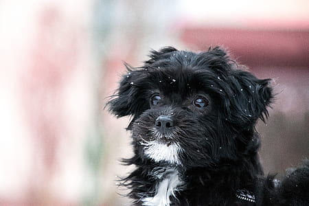 close-up photo of long-coated black and white puppy thumbnail