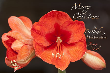 red amaryllis flowers with merry Christmas text overlay thumbnail