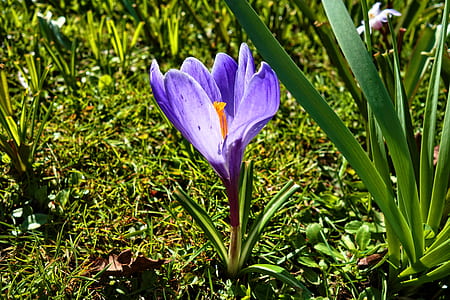 selective focus photography of purple petaled flower thumbnail