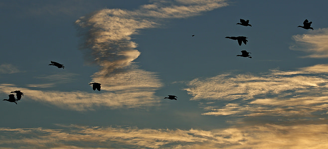 silhouette of birds under blue sky thumbnail