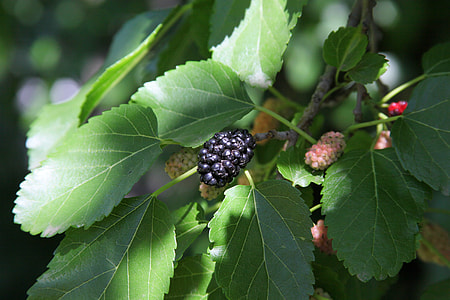 Mulberry Tree thumbnail