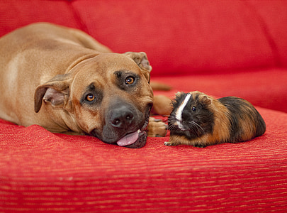 brown and black Guinea pig and adult brown broholmer thumbnail