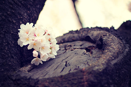 tilt shift lens photography of white flowers on top of brown tree during daytime thumbnail