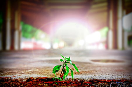 green plant on macro shot thumbnail