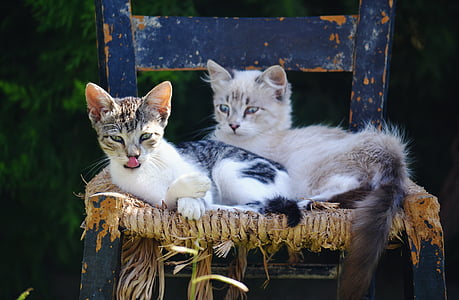 two white cat on laying chair thumbnail