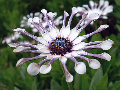close-up purple flowers thumbnail