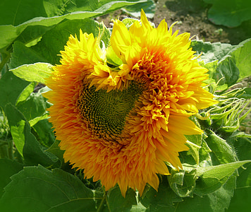 heart-shaped yellow sunflower during daytime thumbnail