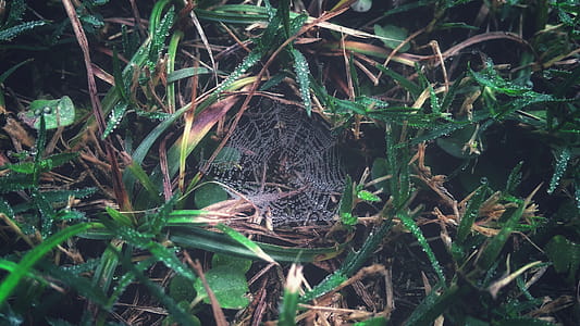 Spider Web on Grass With Dew Closeup Photography thumbnail