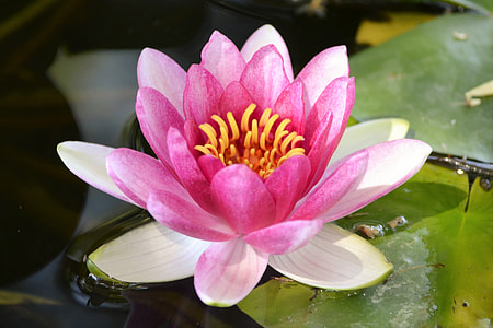 pink full-bloomed lotus flower thumbnail