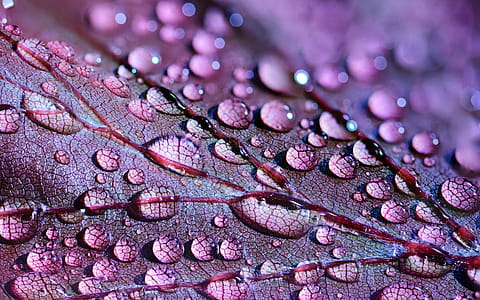 Purple Leaf thumbnail