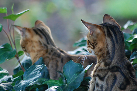two brown animal lying on green leaves thumbnail