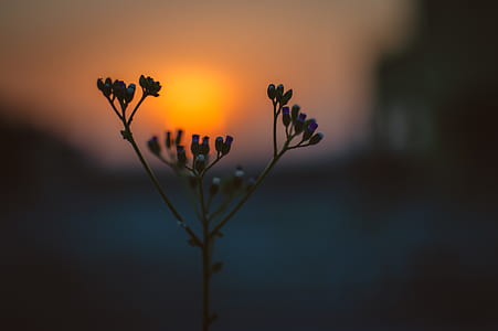 Flower Bloom during Sunrise thumbnail