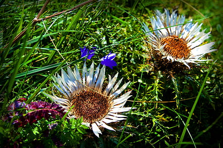 two flowers on grass thumbnail