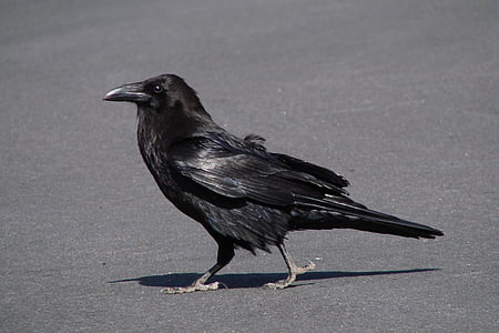 focused photo of black raven thumbnail