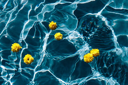 Small yellow flowers floating in the pool thumbnail