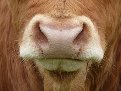 close-up photography of brown cow nose thumbnail