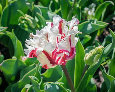 white and pink petaled flower thumbnail
