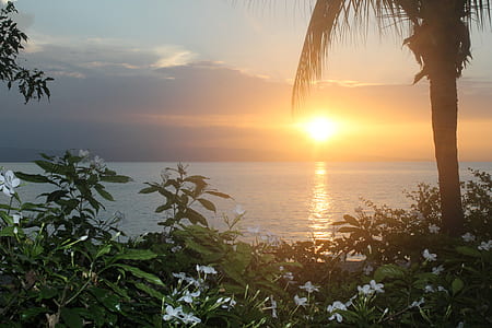 green leafed plants during sunset thumbnail
