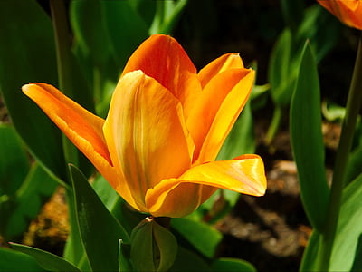 macro shot photo of a orange flower thumbnail