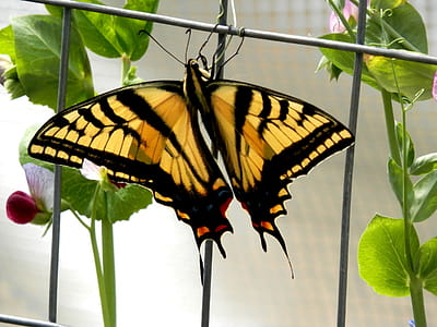 his butterfly has feet wrapped around the wire like the tendrils of the vine. I never knew butterflies did this so though it was a very interesting sight! thumbnail