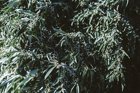 Close up of tree, Nessebar, Black Sea, Bulgaria thumbnail