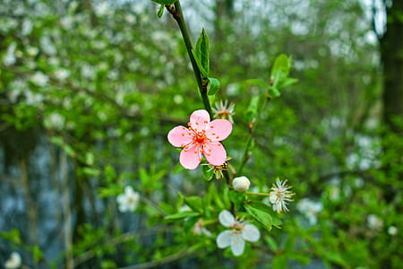 selective focus photography of pink cherry blossom thumbnail