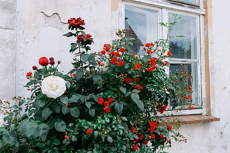 Roses and old house thumbnail