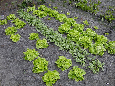 garden of green leafed plants thumbnail