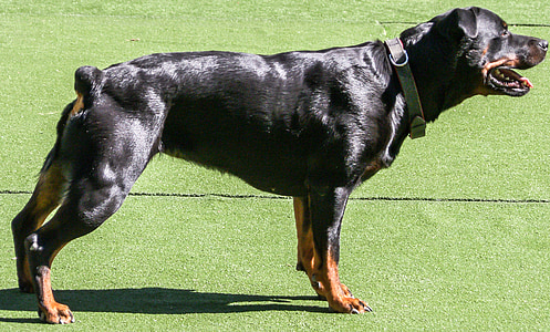 adult black and tan Rottweiler on grass field thumbnail