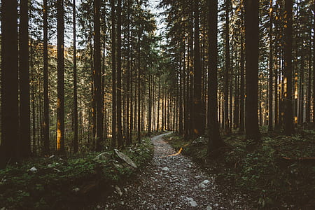 photo of forest thumbnail