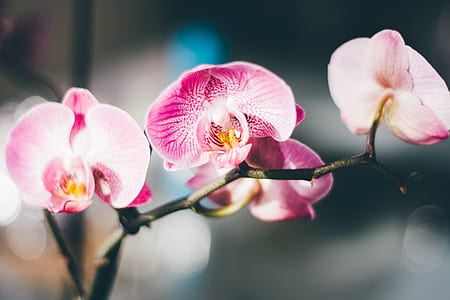 Close-Up Photography of a Pink and White Moth Orchid thumbnail