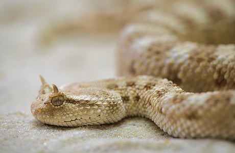 brown rattlesnake on sand thumbnail