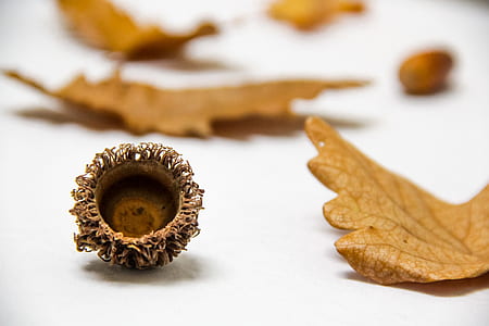 Close Up of Nuts thumbnail