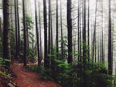 Green Woods Photography thumbnail