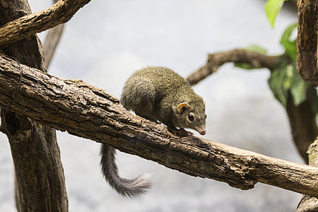 brown rodent on tree branch thumbnail