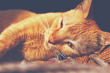 Orange Tabby Cat Lying thumbnail