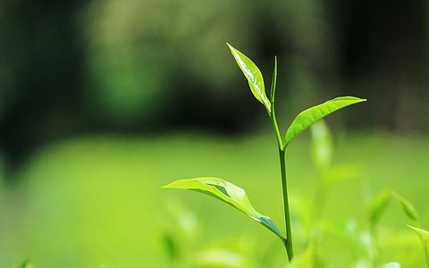 close-up photo of green leaf plant during daytime thumbnail