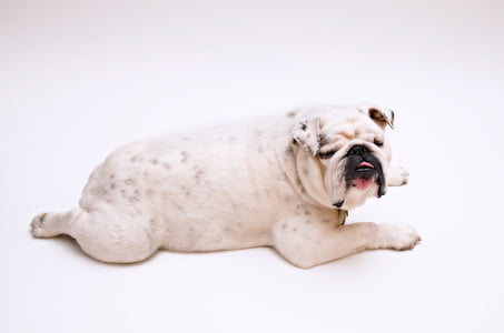 adult white English bulldog lying on white surface close-up photo thumbnail