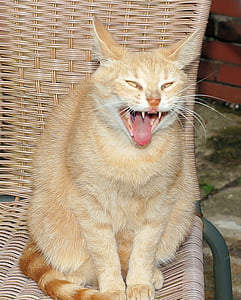 orange tabby cat sitting on brown rattan chair thumbnail