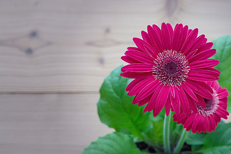 two pink petaled flowers thumbnail