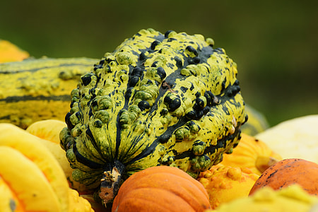 photography of green and black fruit thumbnail