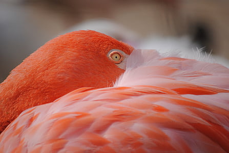 flamingo, bird, birds, pink, feather, exotic thumbnail