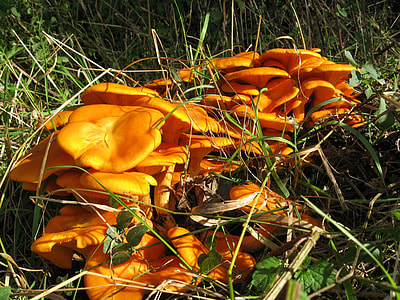 Luminous Oil Bark, Omphalotus Illudens thumbnail