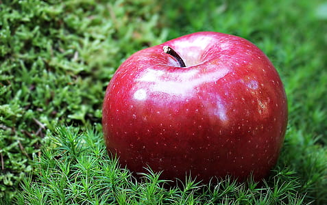 Shallow Focus Photography of Red Apple in Green Grass thumbnail