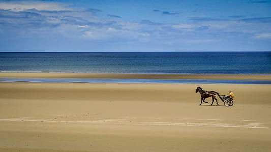 brown horse walking on shore at daytime thumbnail